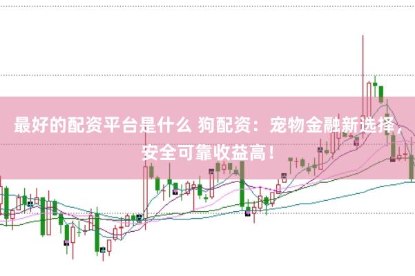 最好的配资平台是什么 狗配资：宠物金融新选择，安全可靠收益高！